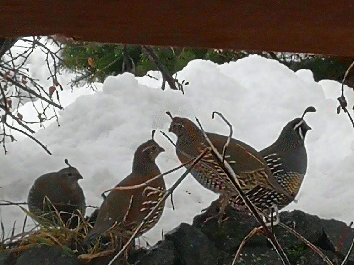 Hosteria Sudbruck San Carlos de Bariloche Exterior foto